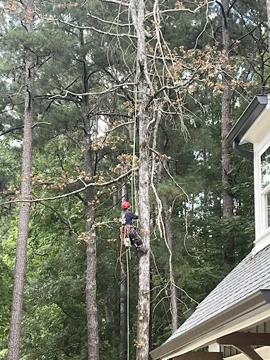 Franchise vs. Local Tree Removal in Georgia